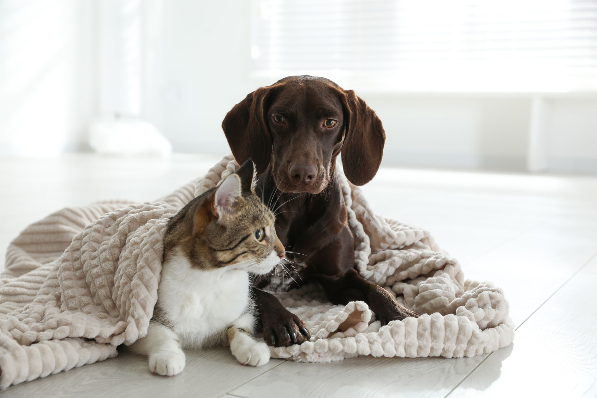 Veterinarian in Lubbock, TX