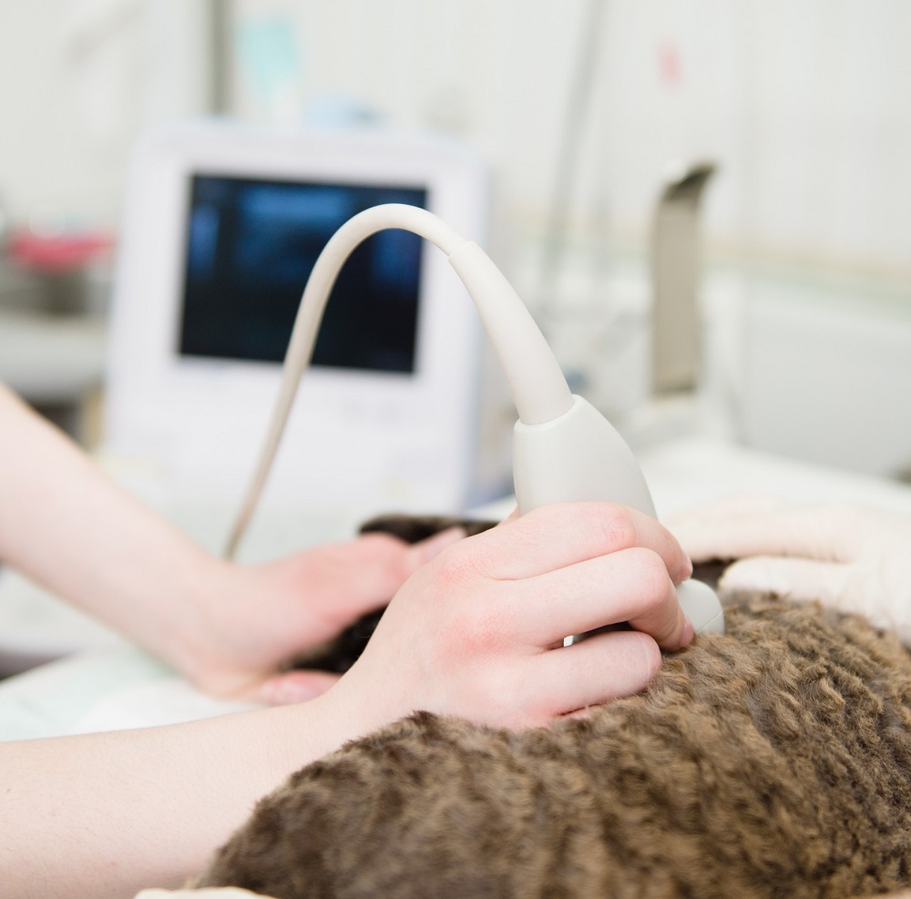 Veterinarian in Lubbock, TX